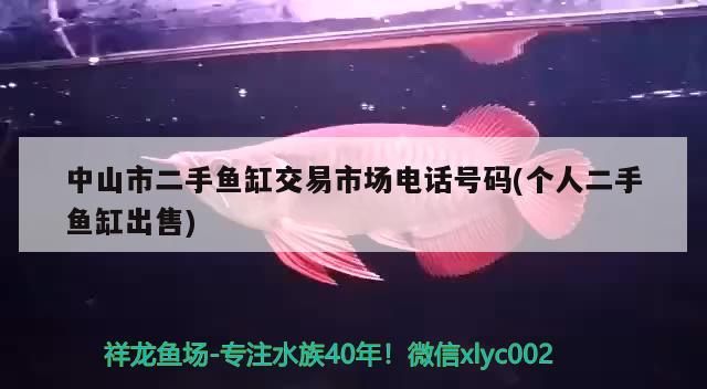 中山市二手鱼缸交易市场电话号码(个人二手鱼缸出售) 黄金斑马鱼