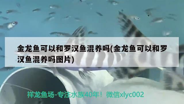 金龙鱼可以和罗汉鱼混养吗(金龙鱼可以和罗汉鱼混养吗图片) 罗汉鱼