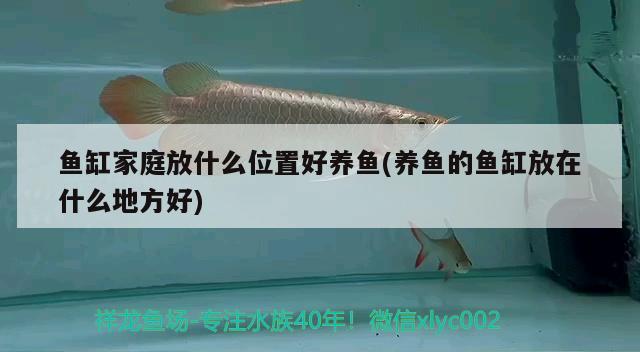 鱼缸家庭放什么位置好养鱼(养鱼的鱼缸放在什么地方好) 龙凤鲤鱼