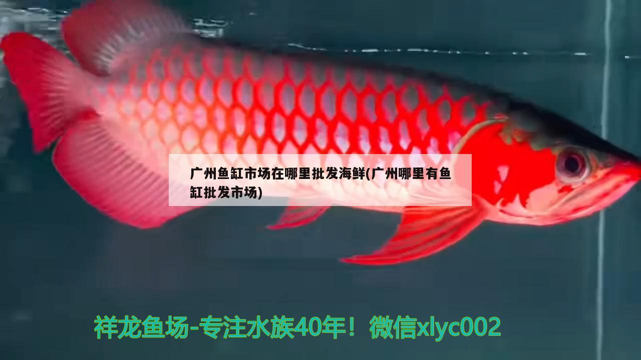 广州鱼缸市场在哪里批发海鲜(广州哪里有鱼缸批发市场) 水族用品 第2张