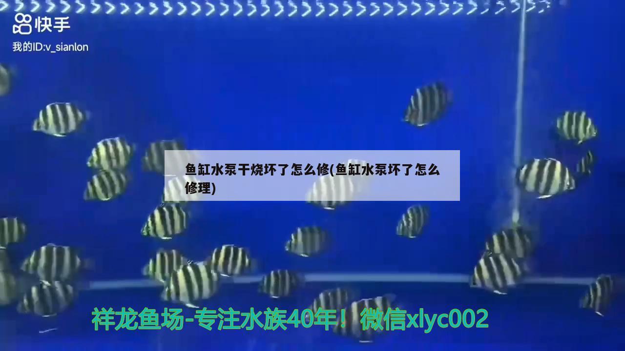 鱼缸水泵干烧坏了怎么修(鱼缸水泵坏了怎么修理) 鱼缸水泵