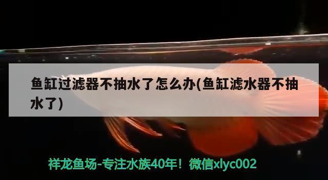 鱼缸过滤器不抽水了怎么办(鱼缸滤水器不抽水了) 元宝凤凰鱼专用鱼粮