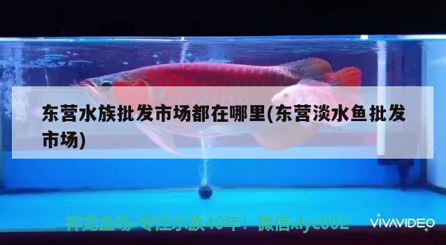 东营水族批发市场都在哪里(东营淡水鱼批发市场)