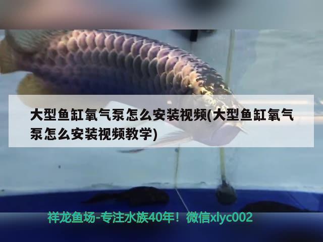 大型鱼缸氧气泵怎么安装视频(大型鱼缸氧气泵怎么安装视频教学)