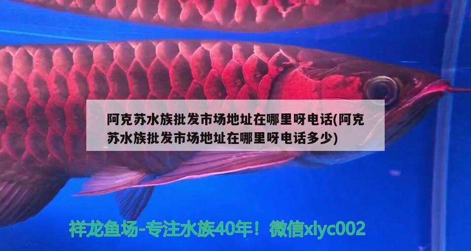 阿克苏水族批发市场地址在哪里呀电话(阿克苏水族批发市场地址在哪里呀电话多少) 观赏鱼水族批发市场