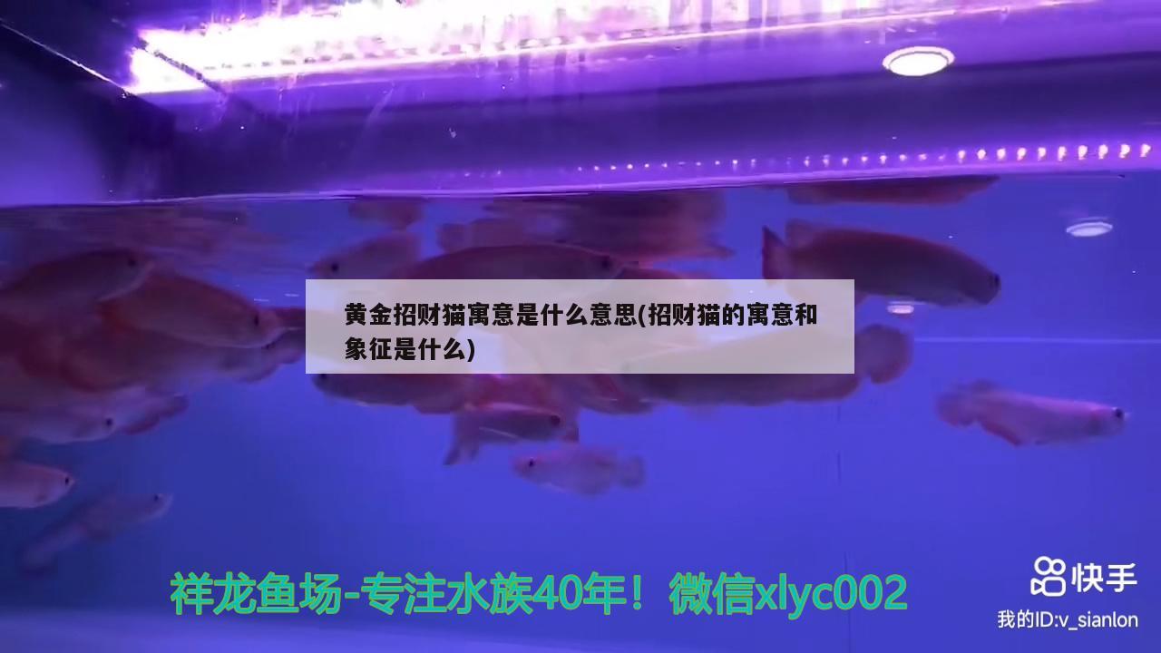 黄金招财猫寓意是什么意思(招财猫的寓意和象征是什么) 黄金招财猫鱼