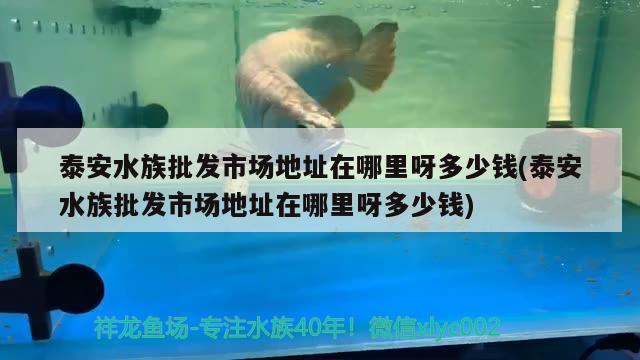 泰安水族批发市场地址在哪里呀多少钱(泰安水族批发市场地址在哪里呀多少钱) 观赏鱼水族批发市场