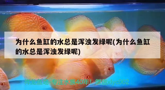 为什么鱼缸的水总是浑浊发绿呢(为什么鱼缸的水总是浑浊发绿呢)