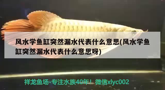 风水学鱼缸突然漏水代表什么意思(风水学鱼缸突然漏水代表什么意思呀) 鱼缸风水