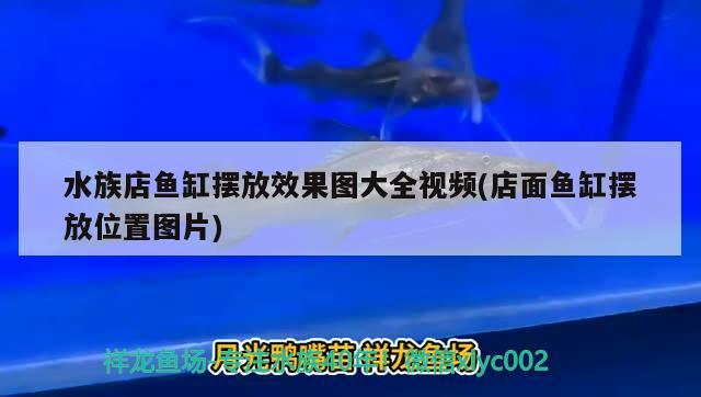 水族店鱼缸摆放效果图大全视频(店面鱼缸摆放位置图片) 黄金河虎鱼