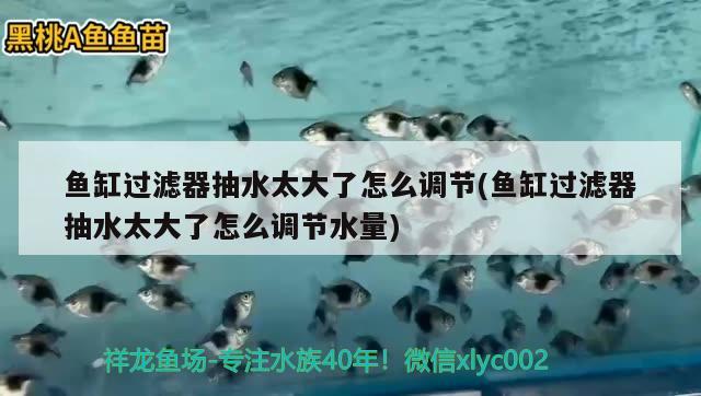 鱼缸过滤器抽水太大了怎么调节(鱼缸过滤器抽水太大了怎么调节水量) 绿皮辣椒小红龙