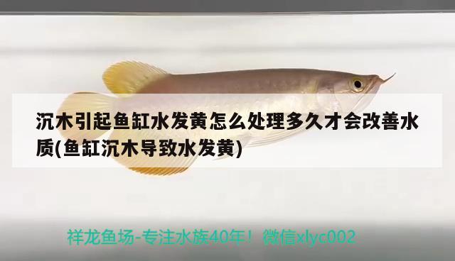 沉木引起鱼缸水发黄怎么处理多久才会改善水质(鱼缸沉木导致水发黄) 和尚鱼