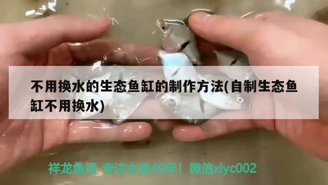 不用换水的生态鱼缸的制作方法(自制生态鱼缸不用换水) 野彩鱼