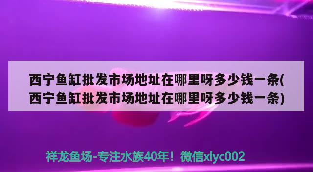 西宁鱼缸批发市场地址在哪里呀多少钱一条(西宁鱼缸批发市场地址在哪里呀多少钱一条) 白化火箭鱼