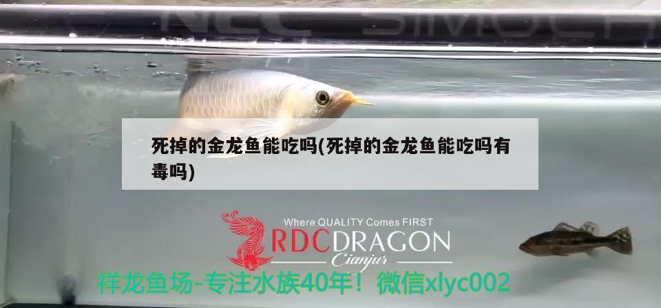 死掉的金龙鱼能吃吗(死掉的金龙鱼能吃吗有毒吗) 水族用品