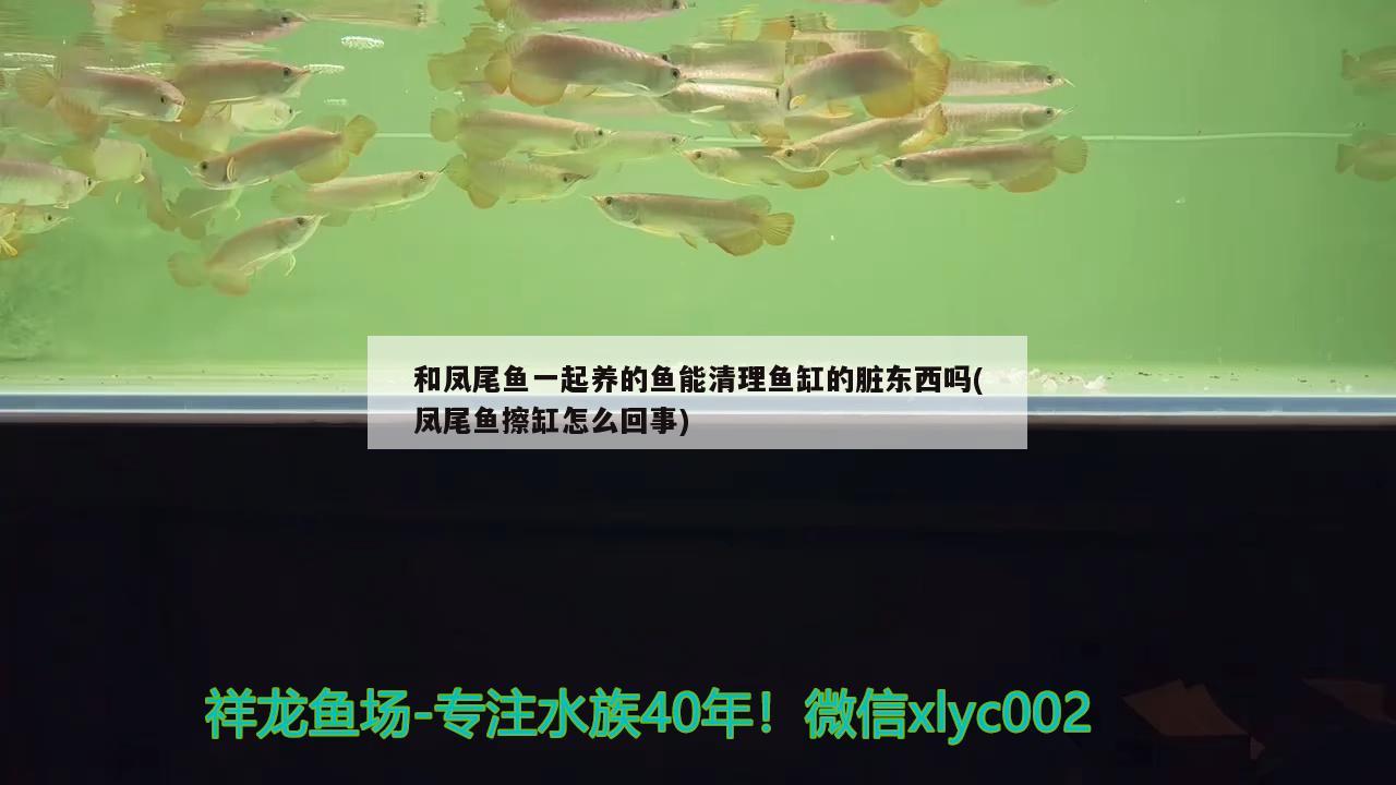 和凤尾鱼一起养的鱼能清理鱼缸的脏东西吗(凤尾鱼擦缸怎么回事)