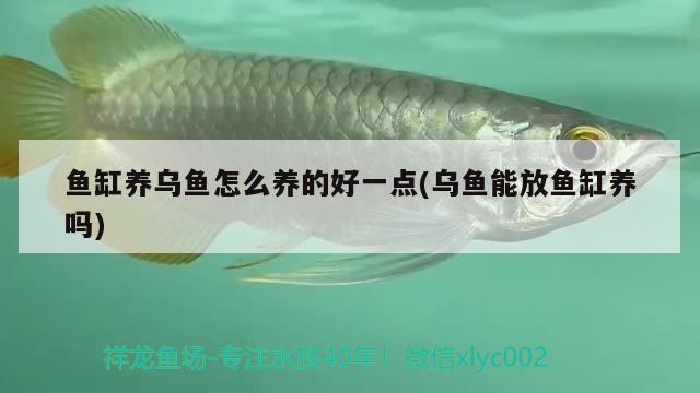 鱼缸养乌鱼怎么养的好一点(乌鱼能放鱼缸养吗) 广州水族批发市场