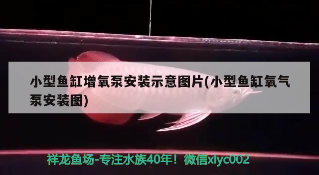 小型鱼缸增氧泵安装示意图片(小型鱼缸氧气泵安装图) 杰西卡恐龙鱼