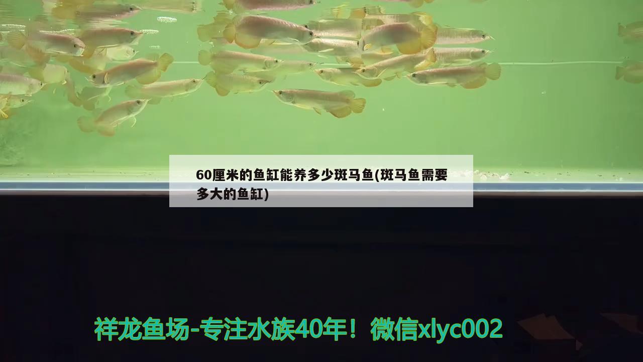 60厘米的鱼缸能养多少斑马鱼(斑马鱼需要多大的鱼缸) 图腾金龙鱼