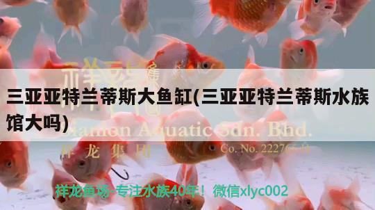 三亚亚特兰蒂斯大鱼缸(三亚亚特兰蒂斯水族馆大吗) 泰庞海鲢鱼