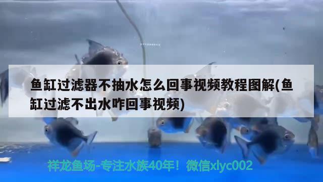 鱼缸过滤器不抽水怎么回事视频教程图解(鱼缸过滤不出水咋回事视频)