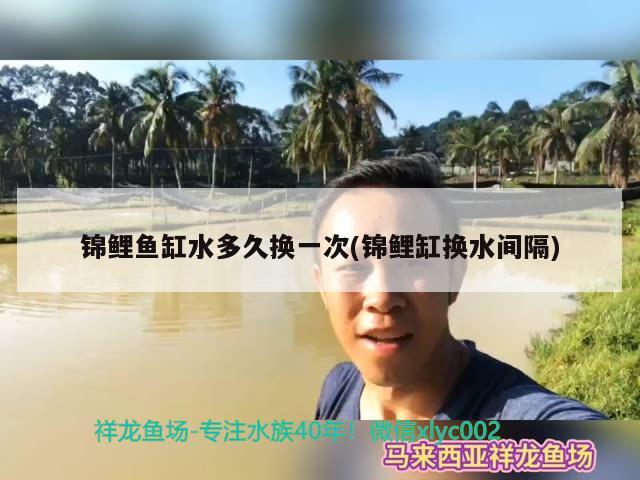 锦鲤鱼缸水多久换一次(锦鲤缸换水间隔)