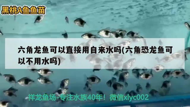 六角龙鱼可以直接用自来水吗(六角恐龙鱼可以不用水吗) 成吉思汗鲨（球鲨）鱼