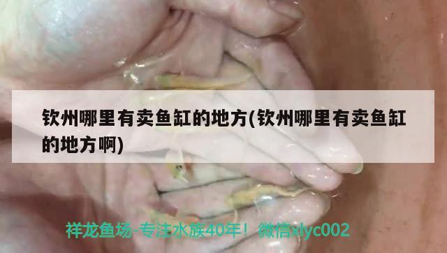 钦州哪里有卖鱼缸的地方(钦州哪里有卖鱼缸的地方啊) 委内瑞拉奥里诺三间鱼