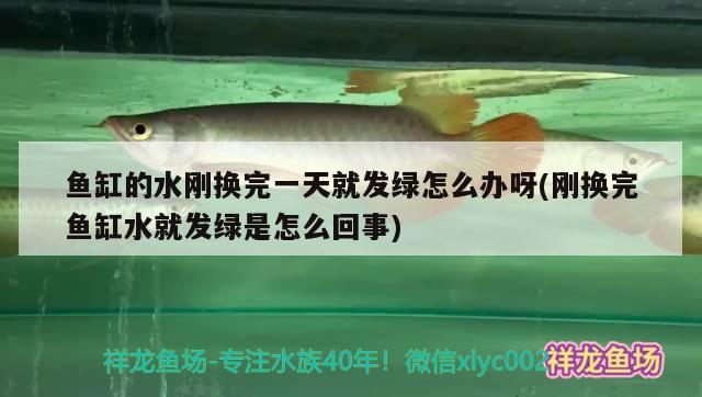 鱼缸的水刚换完一天就发绿怎么办呀(刚换完鱼缸水就发绿是怎么回事)