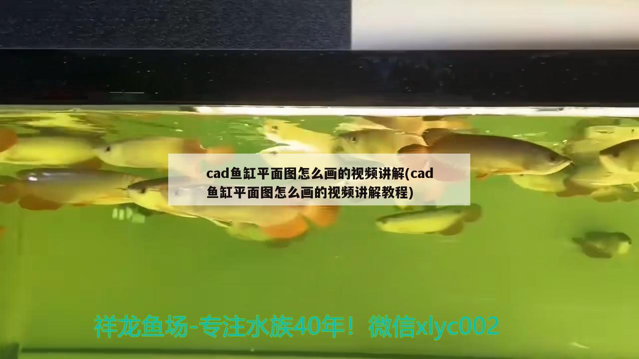 cad鱼缸平面图怎么画的视频讲解(cad鱼缸平面图怎么画的视频讲解教程) 古典过背金龙鱼