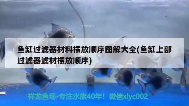 鱼缸过滤器材料摆放顺序图解大全(鱼缸上部过滤器滤材摆放顺序) 短身红龙鱼 第2张