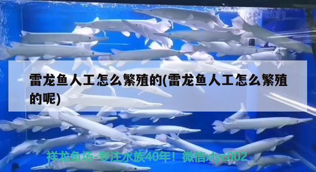 雷龙鱼人工怎么繁殖的(雷龙鱼人工怎么繁殖的呢) 广州龙鱼批发市场