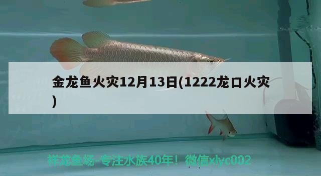 金龙鱼火灾12月13日(1222龙口火灾) 铁甲武士