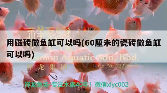 用磁砖做鱼缸可以吗(60厘米的瓷砖做鱼缸可以吗) 胭脂孔雀龙鱼