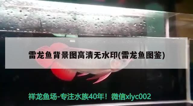 雷龙鱼背景图高清无水印(雷龙鱼图鉴) 南美异型鱼