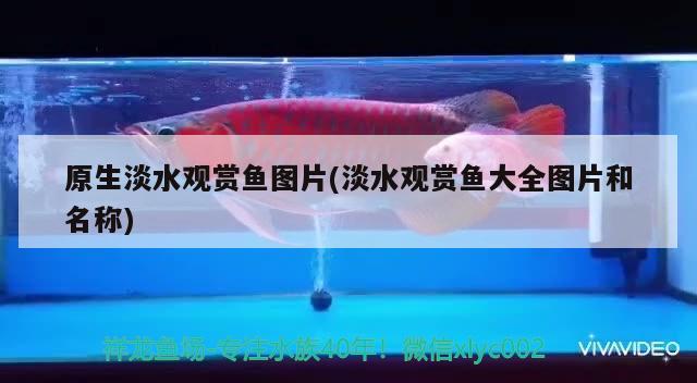 原生淡水观赏鱼图片(淡水观赏鱼大全图片和名称)