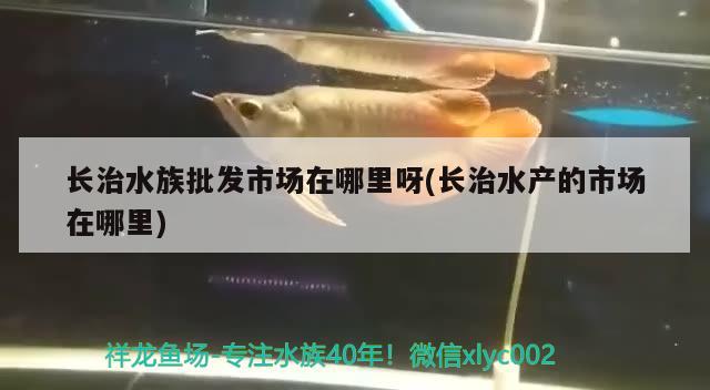 长治水族批发市场在哪里呀(长治水产的市场在哪里) 观赏鱼水族批发市场