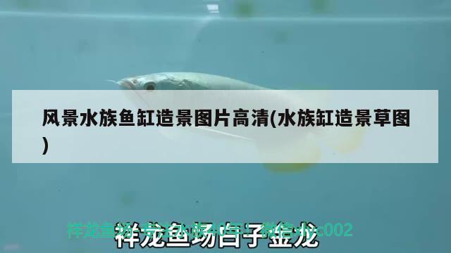 风景水族鱼缸造景图片高清(水族缸造景草图)