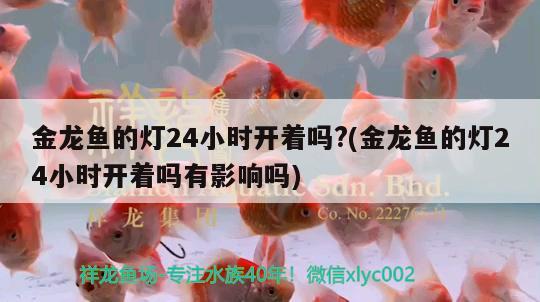 金龙鱼的灯24小时开着吗?(金龙鱼的灯24小时开着吗有影响吗)