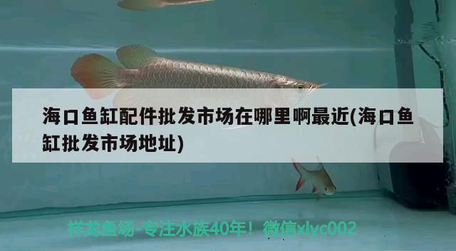 海口鱼缸配件批发市场在哪里啊最近(海口鱼缸批发市场地址) 黄金斑马鱼