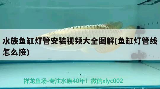 水族鱼缸灯管安装视频大全图解(鱼缸灯管线怎么接) 祥龙鱼场品牌产品