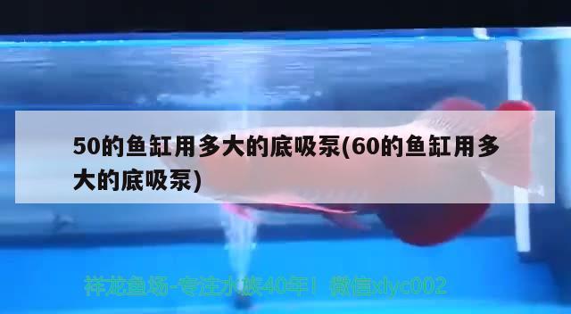 50的鱼缸用多大的底吸泵(60的鱼缸用多大的底吸泵) 广州水族批发市场