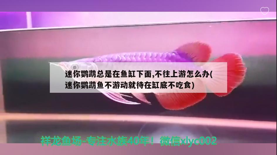 迷你鹦鹉总是在鱼缸下面,不往上游怎么办(迷你鹦鹉鱼不游动就待在缸底不吃食) 鹦鹉鱼