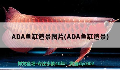 ADA鱼缸造景图片(ADA鱼缸造景) 其它水族用具设备