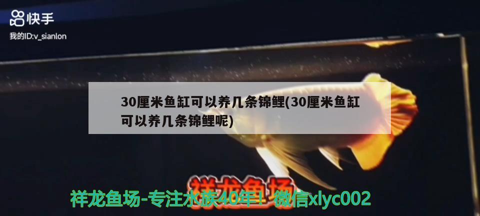 30厘米鱼缸可以养几条锦鲤(30厘米鱼缸可以养几条锦鲤呢) 广州观赏鱼鱼苗批发市场