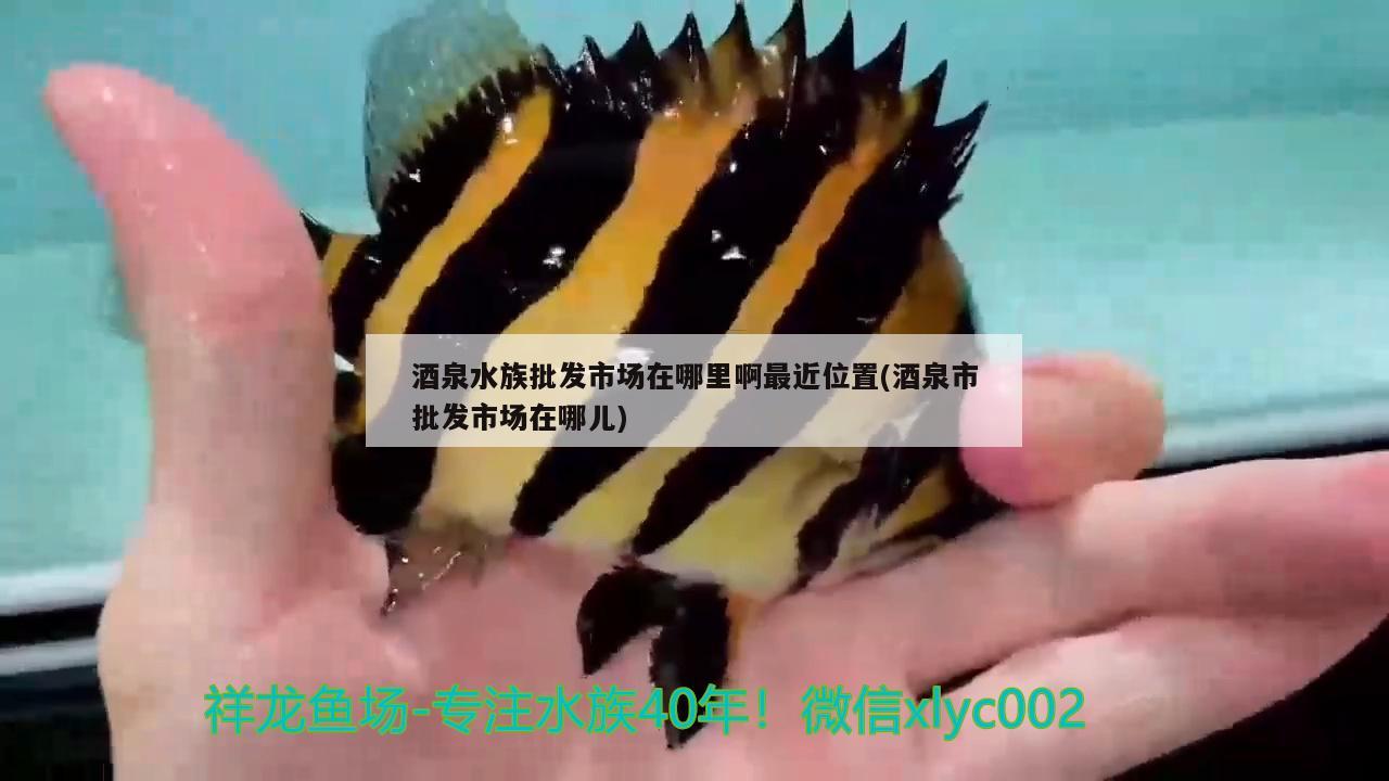 酒泉水族批发市场在哪里啊最近位置(酒泉市批发市场在哪儿)