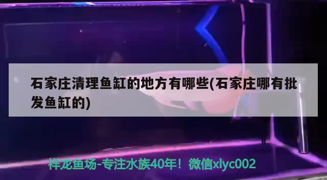 石家庄清理鱼缸的地方有哪些(石家庄哪有批发鱼缸的) 斑马鸭嘴鱼