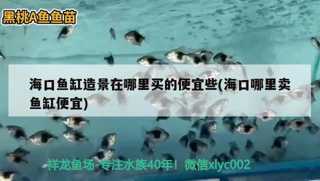 海口鱼缸造景在哪里买的便宜些(海口哪里卖鱼缸便宜) 海水鱼（海水鱼批发）