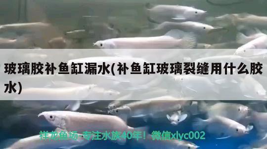 玻璃胶补鱼缸漏水(补鱼缸玻璃裂缝用什么胶水) 三间鼠鱼苗