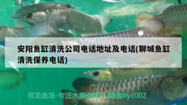 安阳鱼缸清洗公司电话地址及电话(聊城鱼缸清洗保养电话)